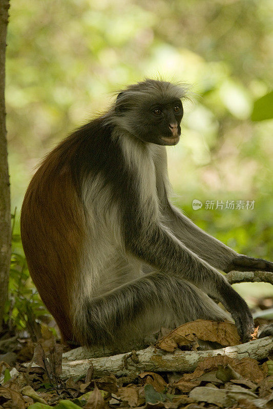 在坦桑尼亚桑给巴尔的Jozani森林保护区，Kirk的红疣猴(Procolobus kirkii)正在撒尿